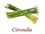 Scented Cubes Duftwachs Citronella